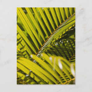 Carte Postale Maurice, Maurice central, Moka, palmier