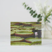 Carte Postale Maurice, Pamplemousses, SSR Botanique (Debout devant)