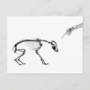 Carte Postale Mauvais squelette X-Ray chien en noir et blanc