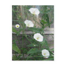 Mauvaise herbe blanche
