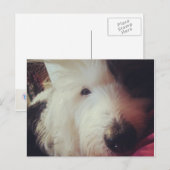 Carte Postale Mauvaise Journée des cheveux ! (Devant / Derrière)