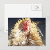 Carte Postale Mauvaise journée des cheveux (Devant / Derrière)