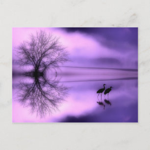 Carte postale mauve