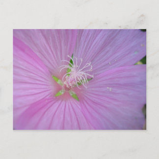 Carte Postale Mauve musquée (2)