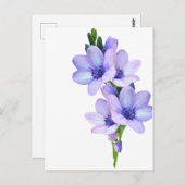 Carte postale Mauve Purple (Devant / Derrière)