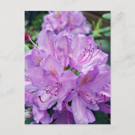 Carte Postale Mauve Rhododendron (Devant)