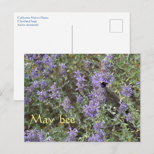 Carte Postale May Bee (Devant / Derrière)