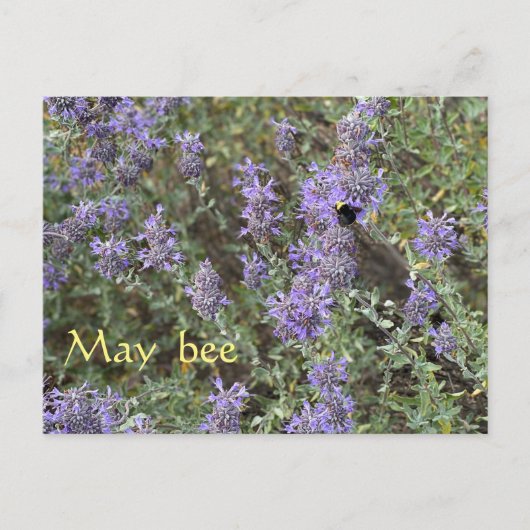 Carte Postale May Bee (Devant)