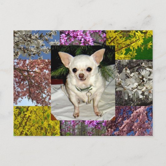 Carte postale Maya (Devant)