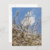 Carte Postale Mayflower 2012 (Devant / Derrière)