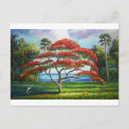 Carte Postale Mazz Royal Poinciana Tree (Devant)