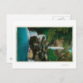 Carte Postale McCord Creed Falls sur Columbia River (Devant / Derrière)