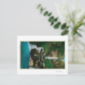 Carte Postale McCord Creed Falls sur Columbia River (Debout devant)