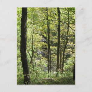 Carte postale McCormick's Creek