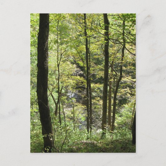 Carte postale McCormick's Creek (Devant)