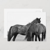 Carte Postale McCullough Peaks Cheaks sauvages (Devant / Derrière)