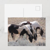 Carte Postale McCullough Peaks Cheaks sauvages (Devant / Derrière)