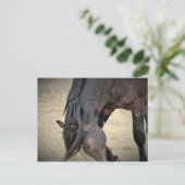 Carte Postale McCullough Peaks Cheaks sauvages (Debout devant)