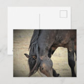 Carte Postale McCullough Peaks Cheaks sauvages (Devant / Derrière)