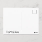 Carte Postale McCullough Peaks Cheaks sauvages (Dos)