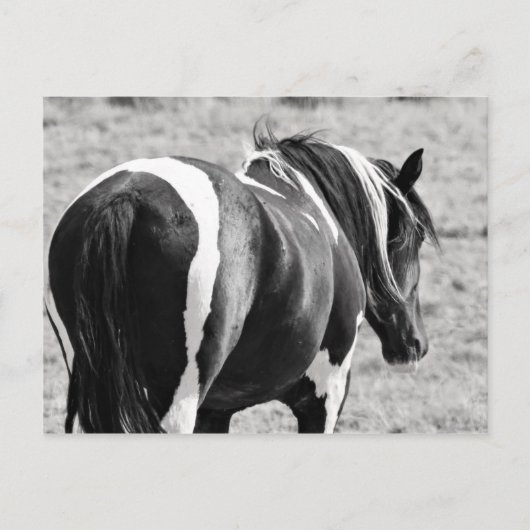 Carte Postale McCullough Peaks Cheaks sauvages (Devant)