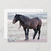 Carte Postale McCullough Peaks Cheaks sauvages (Devant / Derrière)