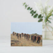 Carte Postale McCullough Peaks Cheaks sauvages (Debout devant)