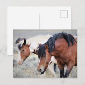 Carte Postale McCullough Peaks Cheaks sauvages (Devant / Derrière)