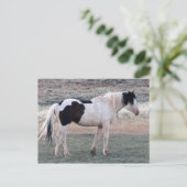 Carte Postale McCullough Peaks Cheaks sauvages (Debout devant)