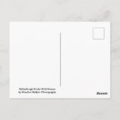 Carte Postale McCullough Peaks Cheaks sauvages (Dos)