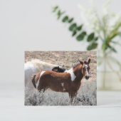 Carte Postale McCullough Peaks Cheaks sauvages (Debout devant)