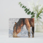 Carte Postale McCullough Peaks Cheaks sauvages (Debout devant)