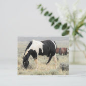 Carte Postale McCullough Peaks Cheaks sauvages (Debout devant)