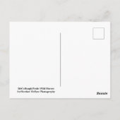 Carte Postale McCullough Peaks Cheaks sauvages (Dos)