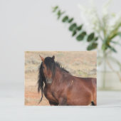 Carte Postale McCullough Peaks Cheaks sauvages (Debout devant)