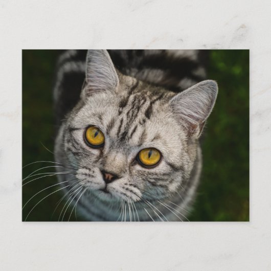 Carte postale McGonagall (Devant)