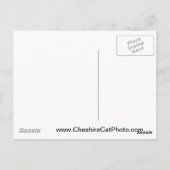 Carte Postale McWay Falls Big Sur California Produits (Dos)