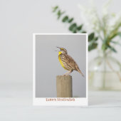 Carte Postale Meadlowlark oriental (Debout devant)