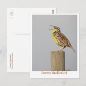 Carte Postale Meadlowlark oriental (Devant / Derrière)