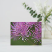 Carte postale Meadow Rue (Debout devant)