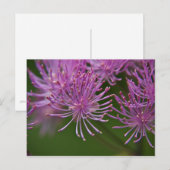 Carte postale Meadow Rue (Devant / Derrière)