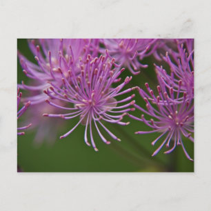 Carte postale Meadow Rue