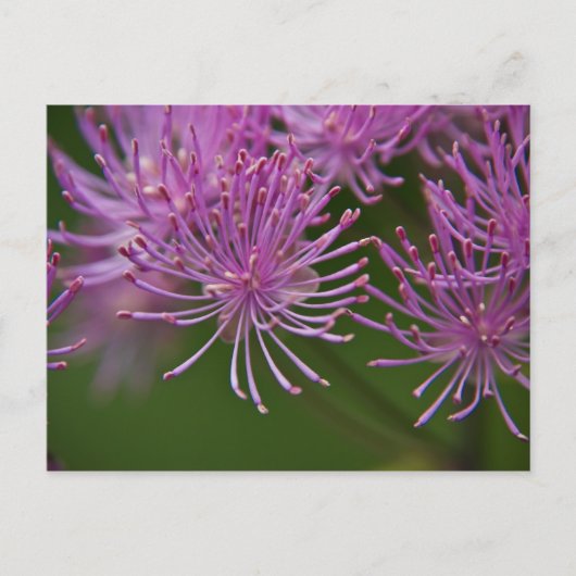 Carte postale Meadow Rue (Devant)