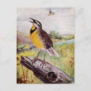 Carte Postale Meadowlark sur une branche