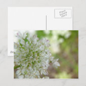 Carte Postale Meadowsweet (Devant / Derrière)