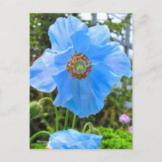 Carte Postale Meconopopsis grandis [Carte postale] ポ ー ド