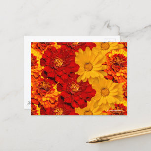 Carte Postale Médaille des Marigolds rouge jaune et orange