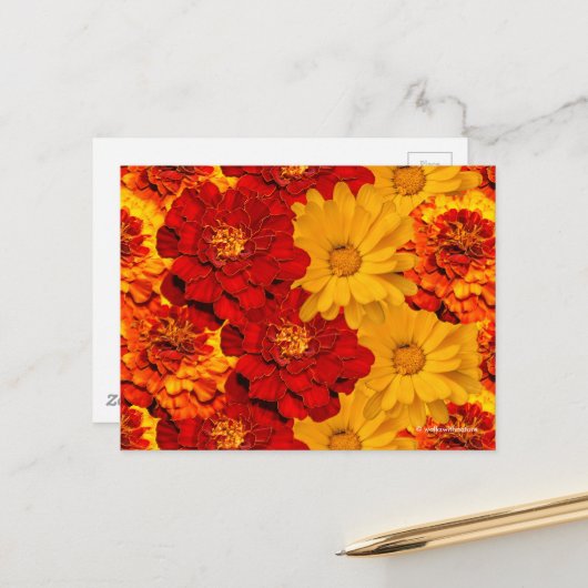Carte Postale Médaille des Marigolds rouge jaune et orange (Devant/Arrière en situation)