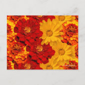 Carte Postale Médaille des Marigolds rouge jaune et orange (Devant)