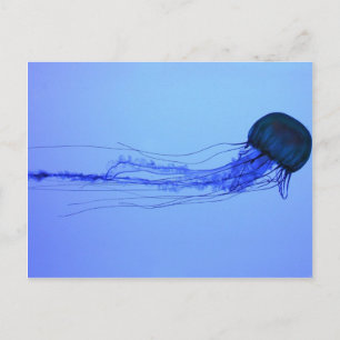 Carte Postale Medusa